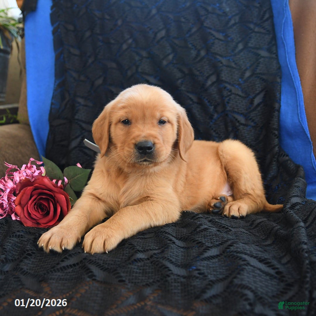 Golden Retriever dogs for sale: Jamie - Ad 2
