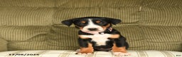Greater Swiss Mountain Dog dogs for sale: Rain - Ad 3