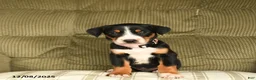 Greater Swiss Mountain Dog dogs for sale: Rain - Ad 3