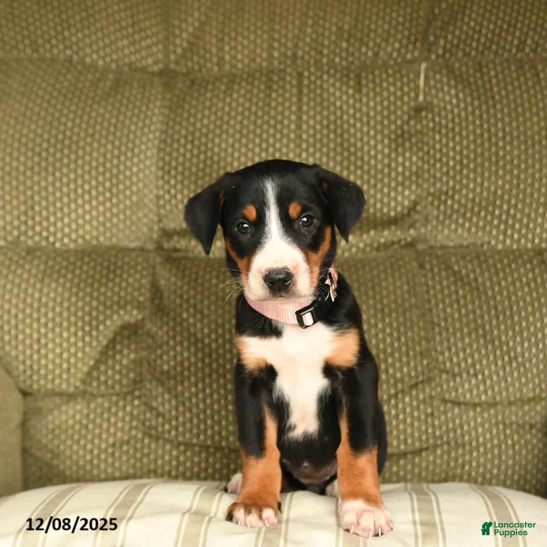 Greater Swiss Mountain Dog dogs for sale: Rain - Ad 3