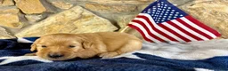 Golden Retriever dogs for sale: Penny’s Ms Hot Pink - Ad 1