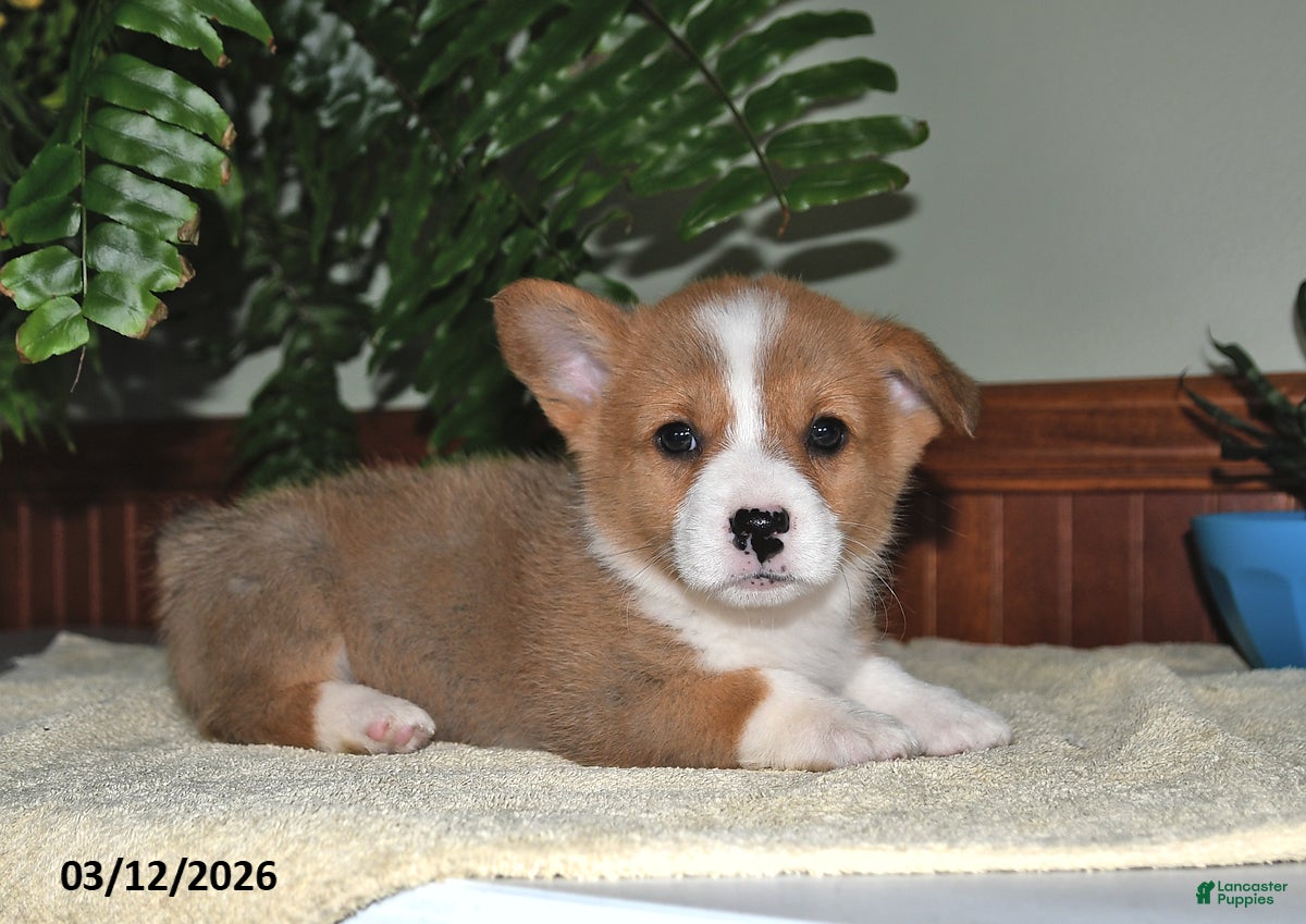 Welsh Corgi Pembroke dogs for sale: Taffy - Ad 2