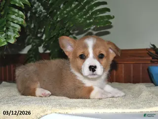 Welsh Corgi Pembroke dogs for sale: Taffy - Ad 2