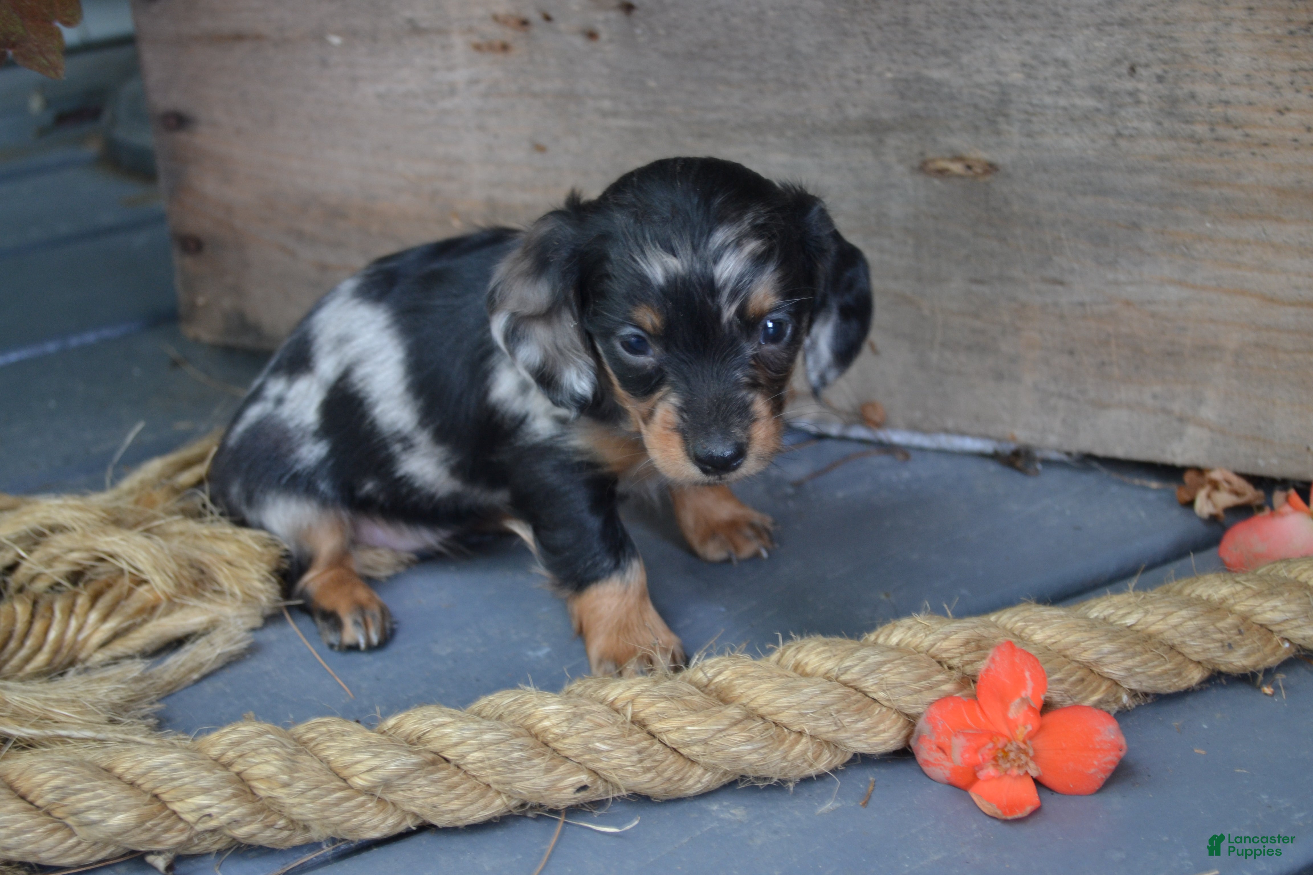 Dachshund dogs Talia - Ad 1