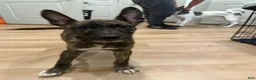 Mixed Breed dogs for sale: Mixed Breed 1 - Ad 6