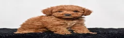 Mini Goldendoodle dogs for sale: Mr. Sammy - Ad 3