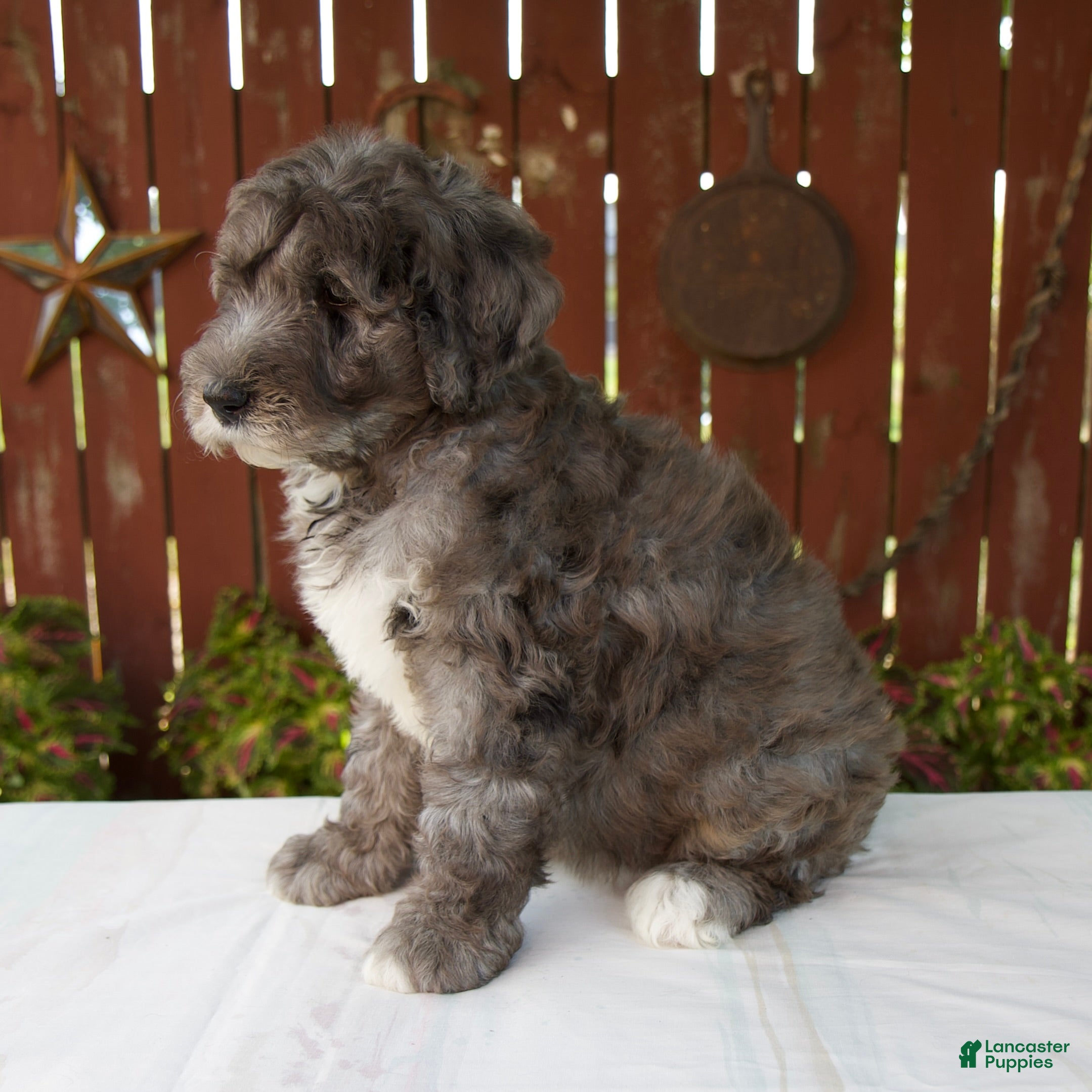 Giant Schnoodle dogs Marybeth - Ad 2