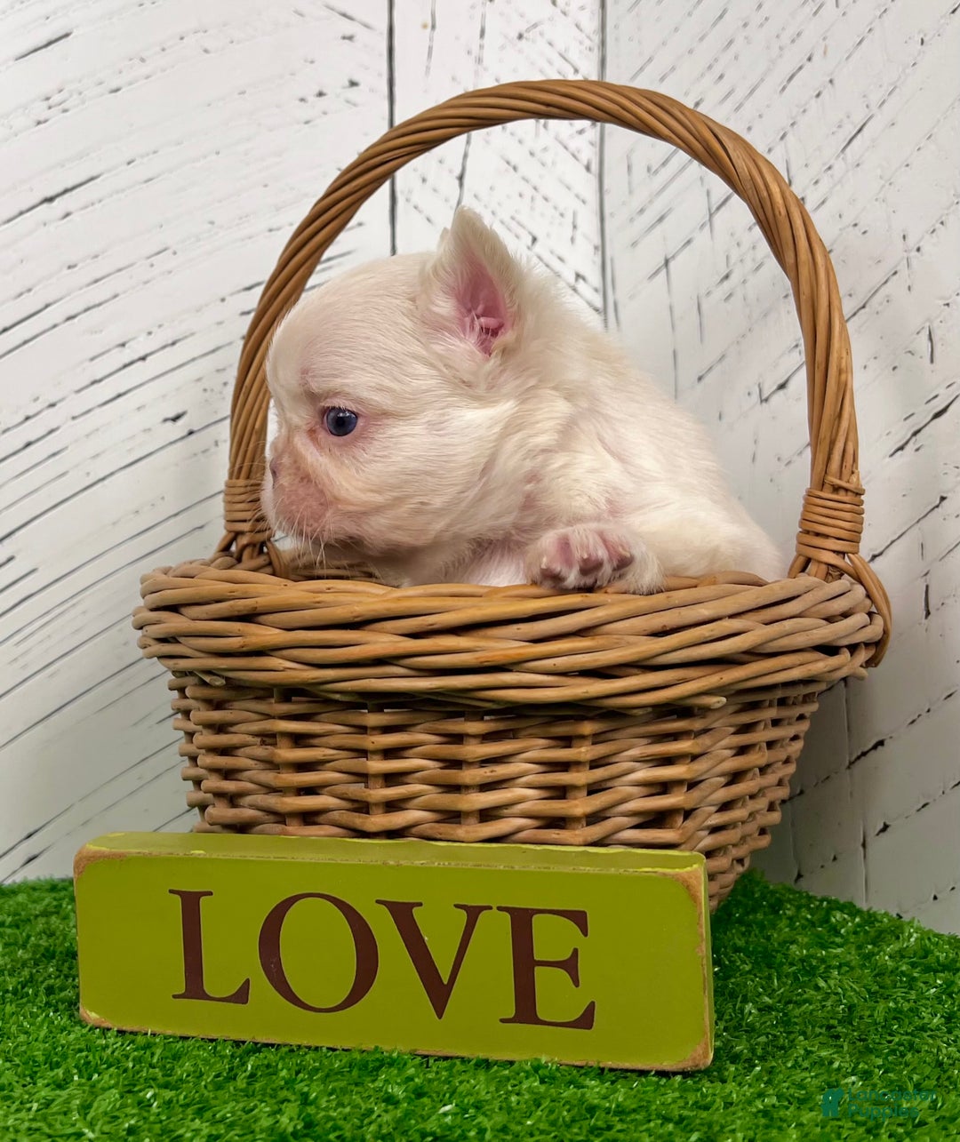 French Bulldog dogs for sale: Loki - Ad 3