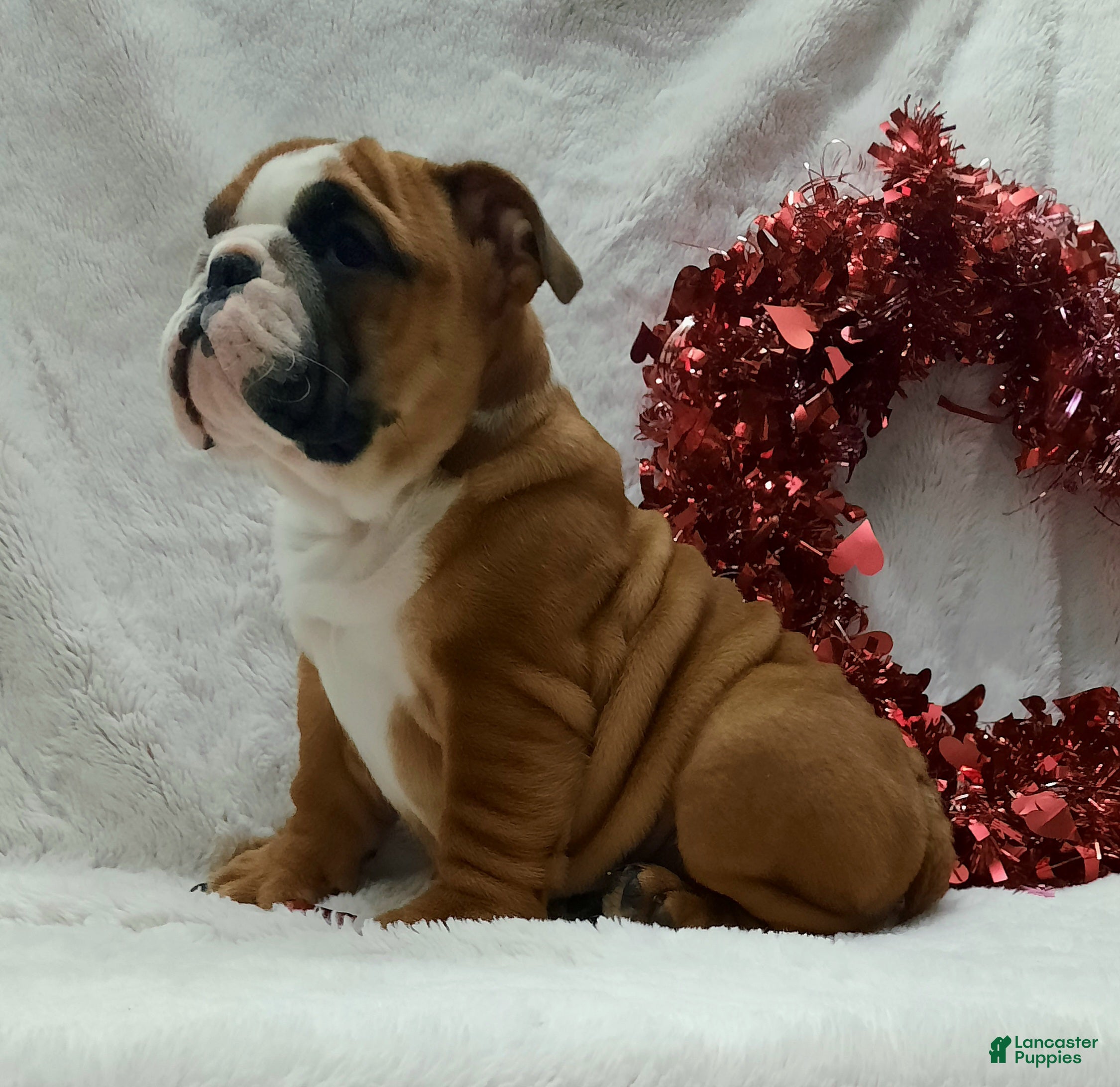 English Bulldog dogs Dana - Ad 1