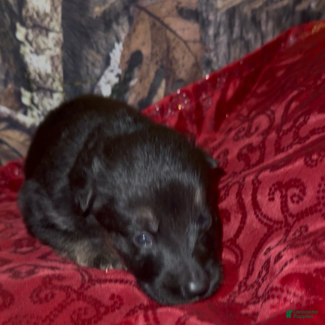 German Shepherd dogs for sale: SUPA - Ad 24