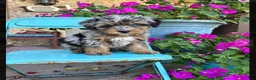 Mini Bernedoodle dogs for sale: Duke - Ad 4