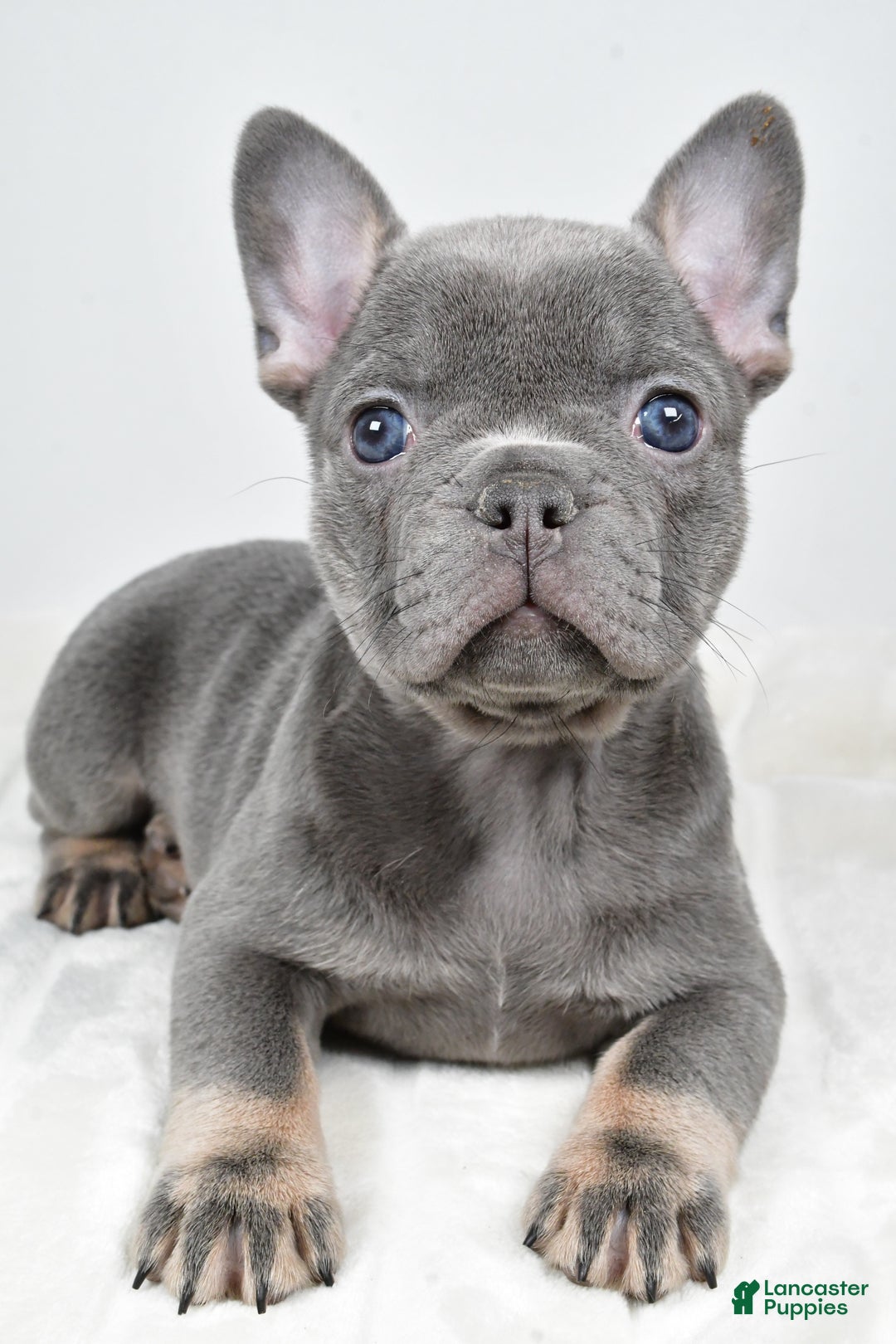 French Bulldog dogs for sale: Faith - Ad 3