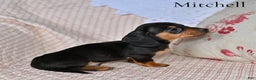 Miniature Dachshund dogs for sale: Mitchell  - Ad 4