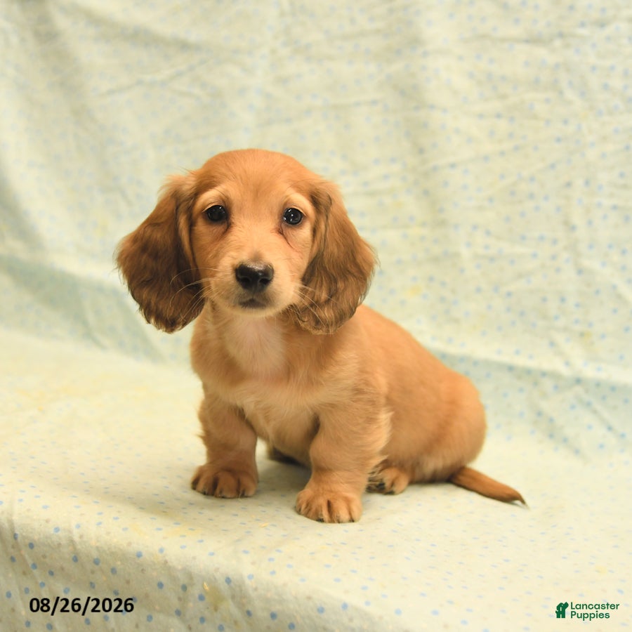 Dachshund dogs Levi - Ad 1