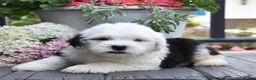 Old English Sheepdog dogs for sale: Kasper - 1 Blue eye - Ad 3