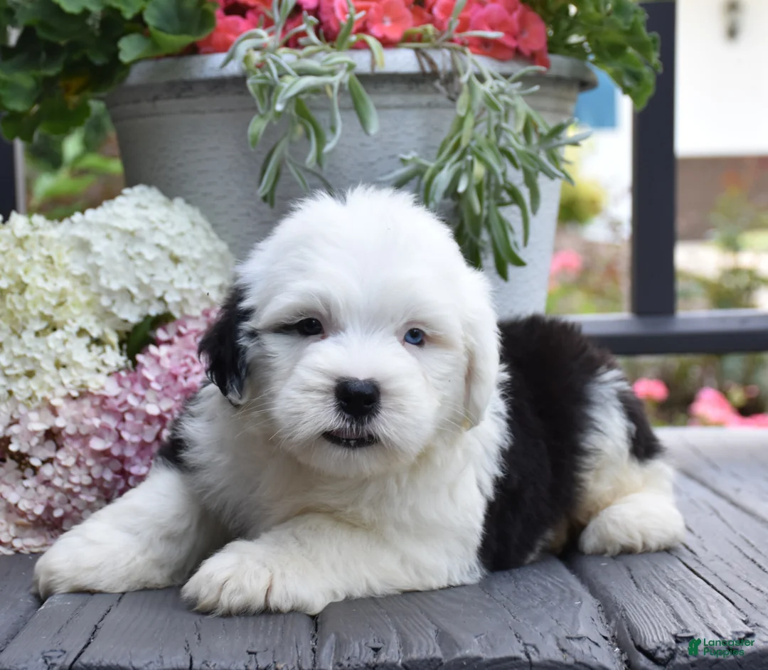 Old English Sheepdog dogs for sale: Kasper - 1 Blue eye - Ad 3
