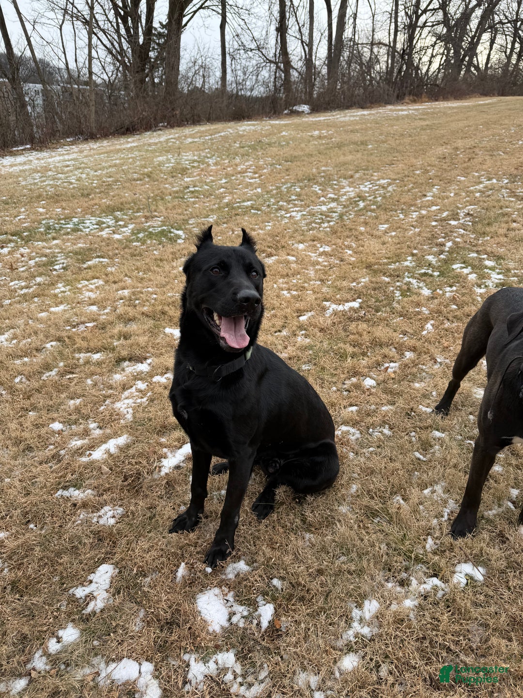 Mixed Breed dogs for sale: Zeus - Ad 1