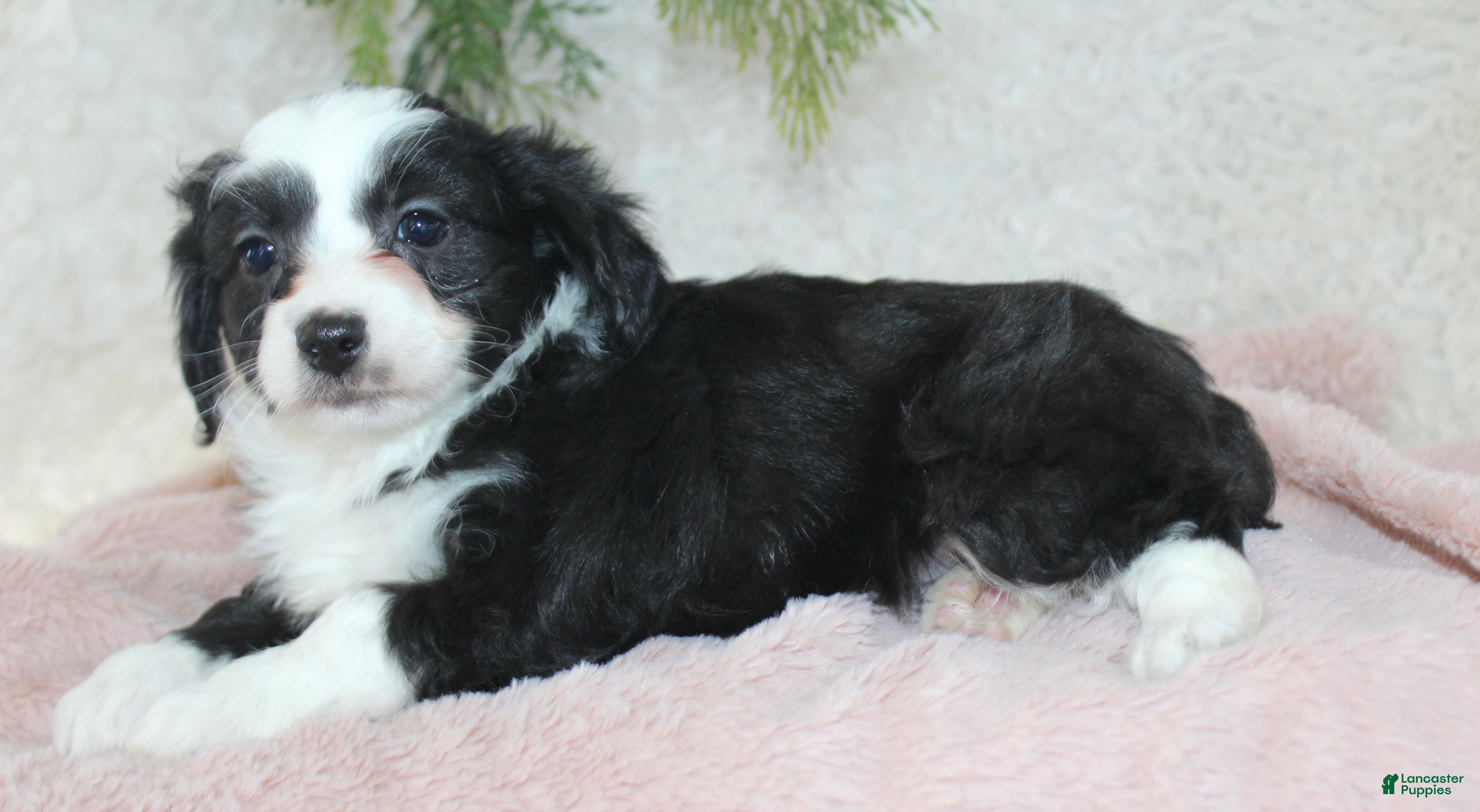 Toy Poodle dogs Toy Australian Shepherd Puppy 4 - Ad 20