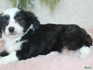 Toy Poodle dogs Toy Australian Shepherd Puppy 4 - Ad 8