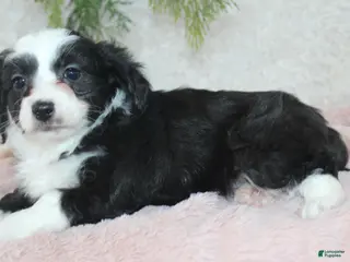 Toy Poodle dogs Toy Australian Shepherd Puppy 4 - Ad 22