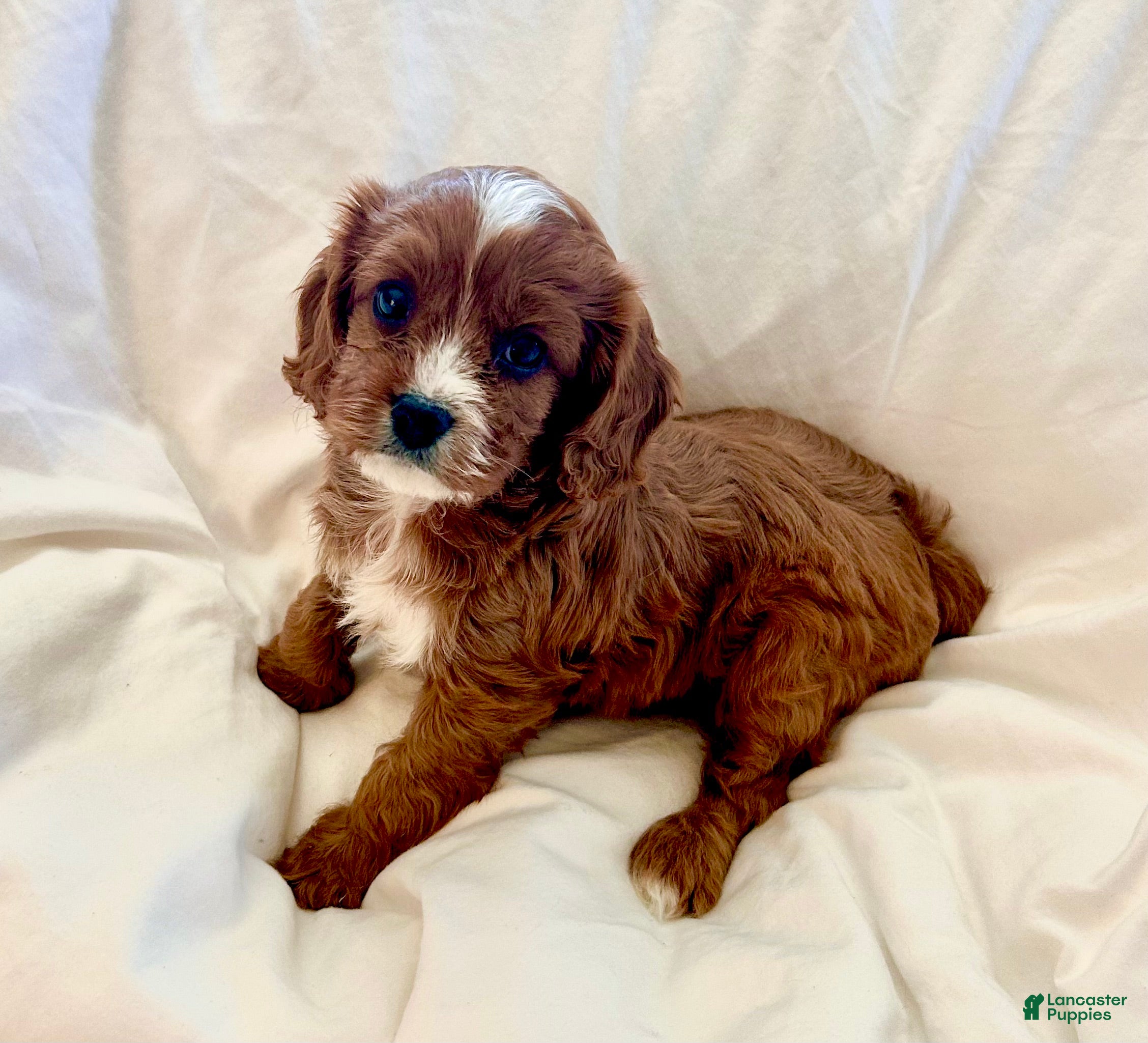 Cavapoo dogs Ryleigh 🌼  - Ad 2