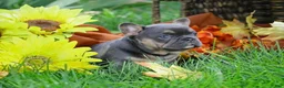French Bulldog dogs for sale: French Bulldog 1 - Ad 1