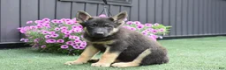 German Shepherd dogs for sale: April - Ad 2