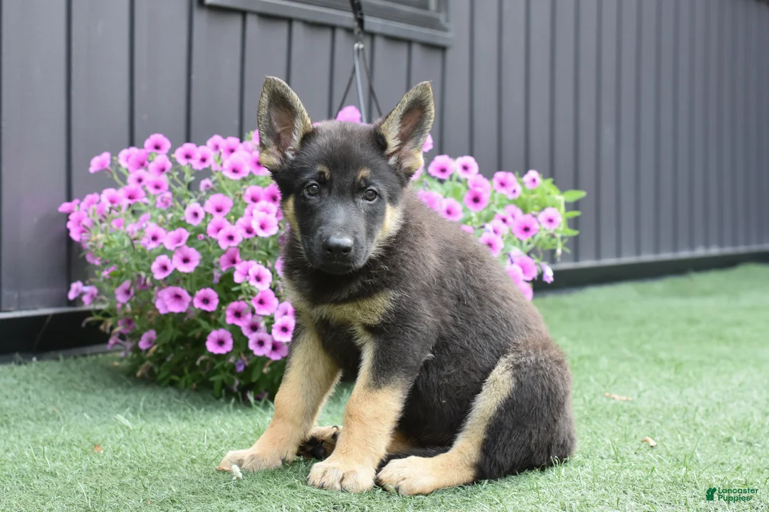 German Shepherd dogs for sale: April - Ad 2