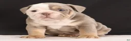 English Bulldog dogs for sale: Toby - Ad 5