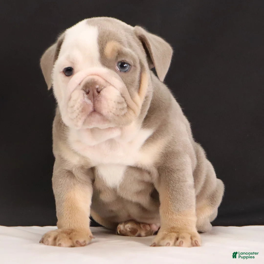 English Bulldog dogs for sale: Toby - Ad 5