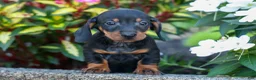 Miniature Dachshund dogs for sale: Zeke🐾 - Ad 4