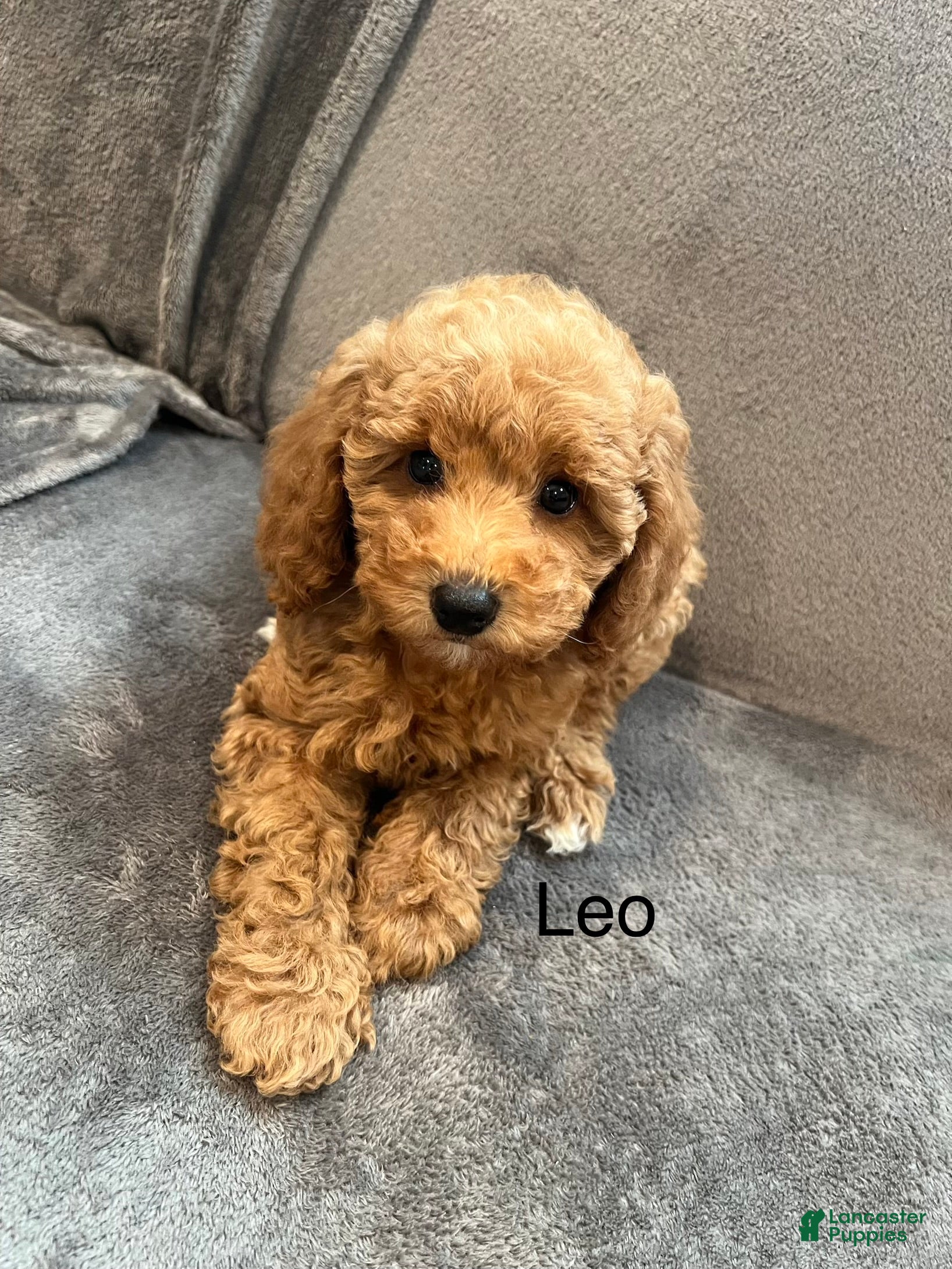 Miniature Poodle dogs Leo - Ad 1