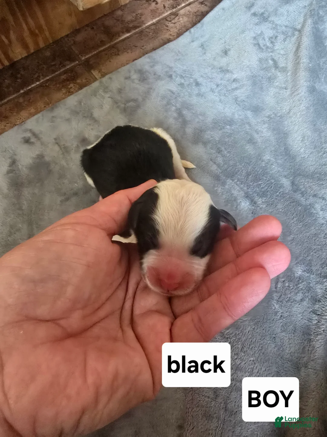 Sheepadoodle dogs for sale: Aster- black collar - Ad 2