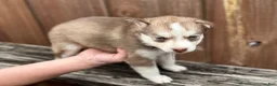 Pomsky dogs for sale: Clementine - Ad 4