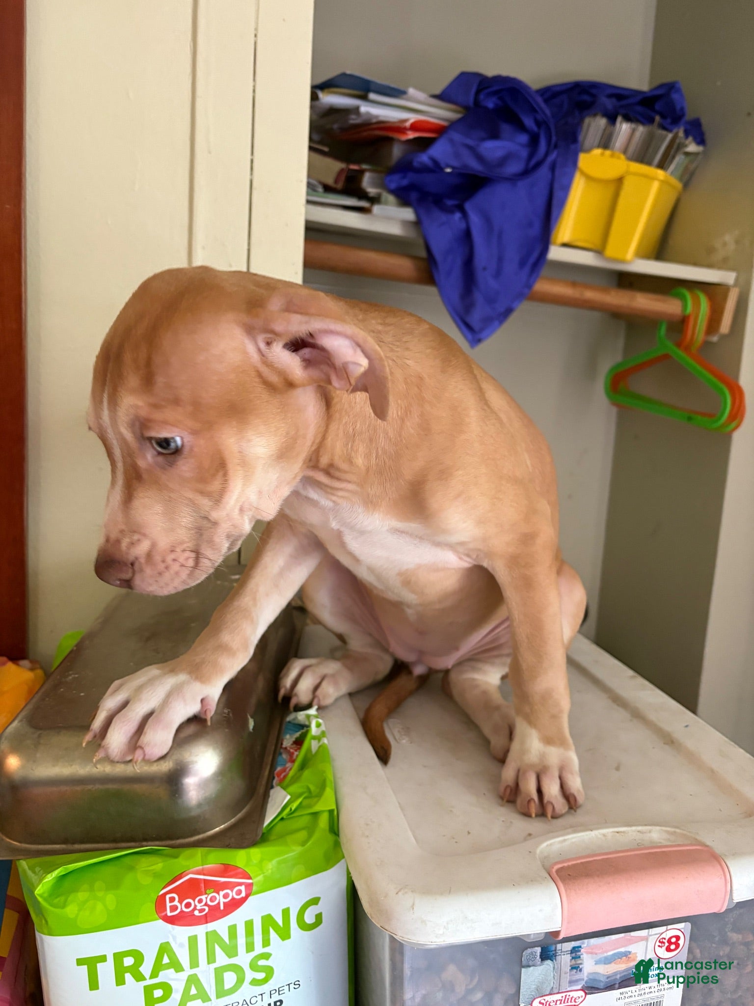 American Pit Bull Terrier dogs Buttercup - Ad 2
