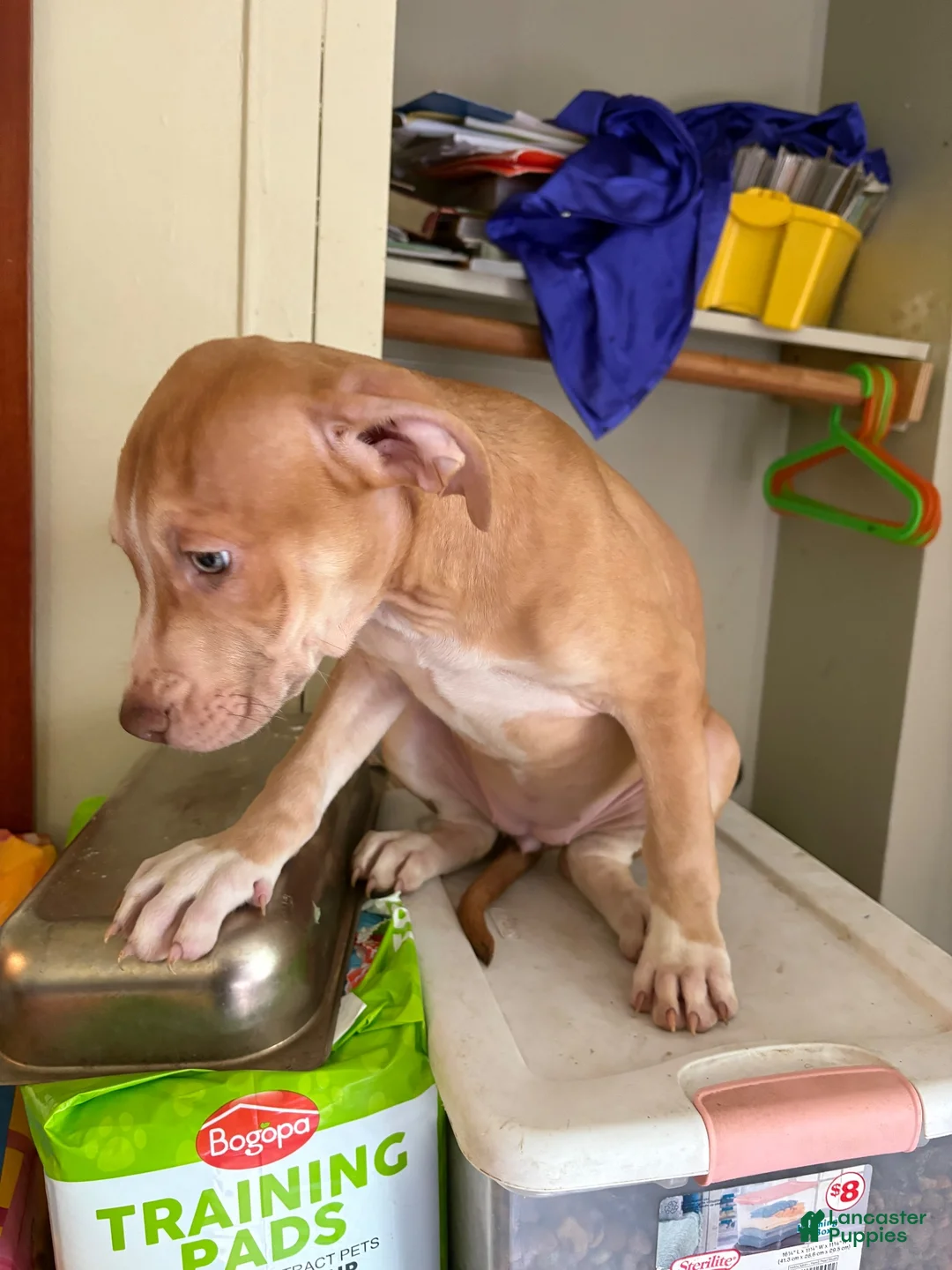 American Pit Bull Terrier dogs for sale: Buttercup - Ad 2