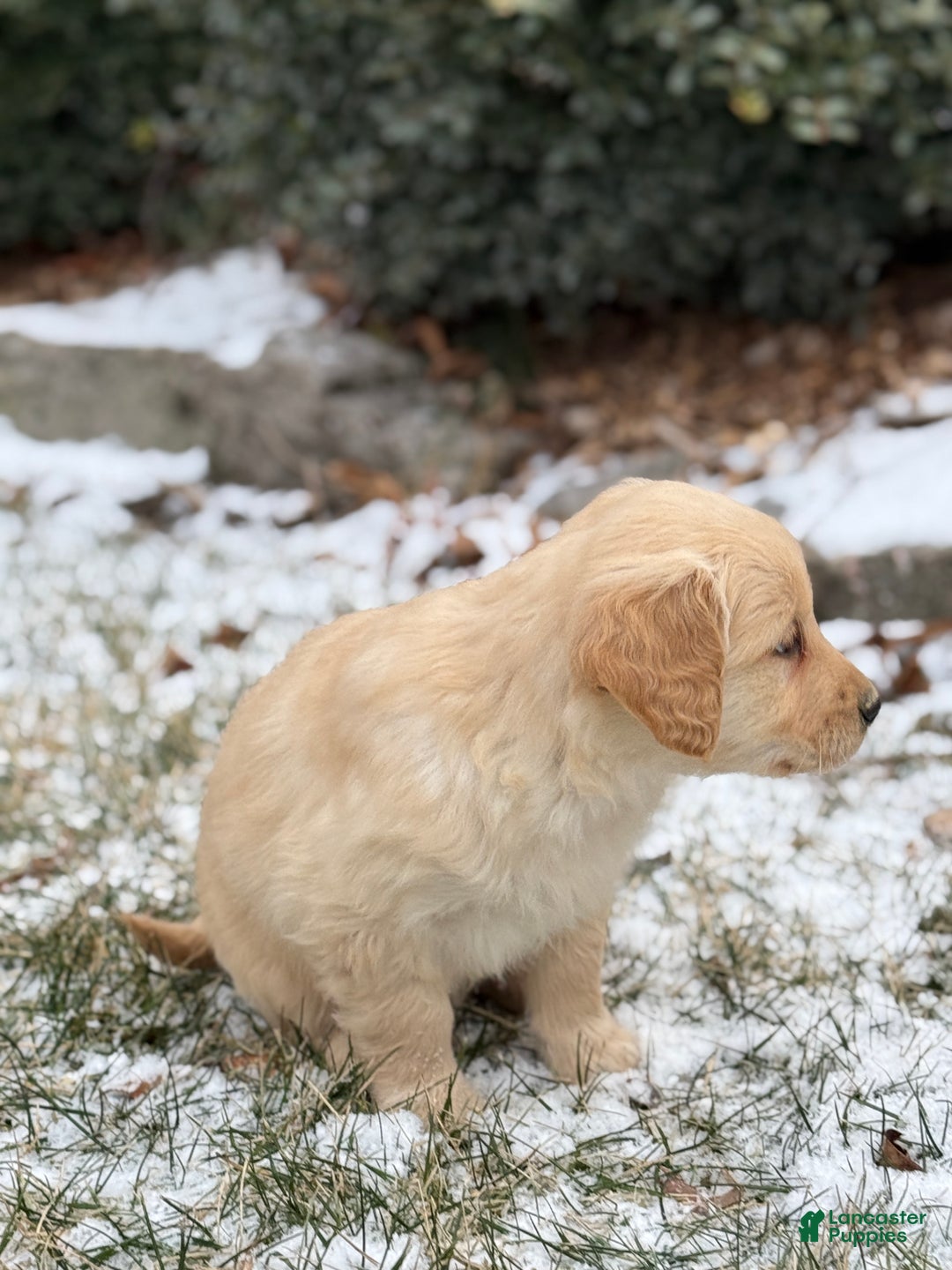 Golden Retriever dogs for sale: Sandy - Ad 5