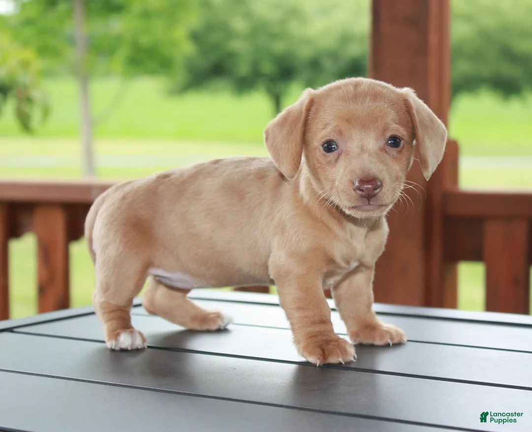 Miniature Dachshund dogs for sale: Willow - Ad 1