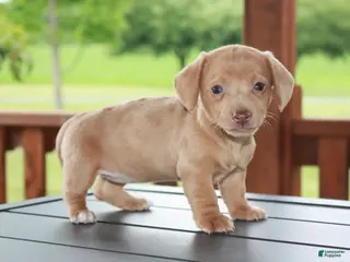 Miniature Dachshund dogs for sale: Willow - Ad 1