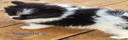 Pomeranian dogs for sale: Betsy - Ad 9