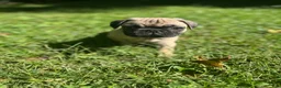 Frug dogs for sale: Frug 4 - Ad 12