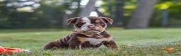 Beabull dogs for sale: Rosie - Ad 8
