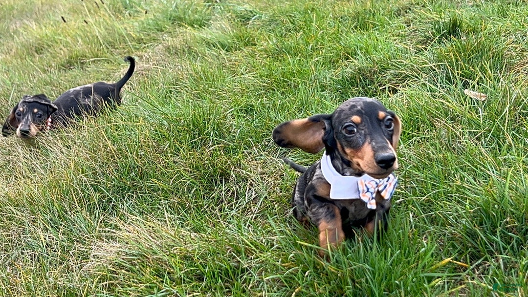 Miniature Dachshund dogs for sale: Pra clear CH Parents AKC  - Ad 16
