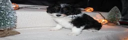 Mini Aussiedoodle dogs for sale: Mini Aussiedoodle Puppy 1 - Ad 2