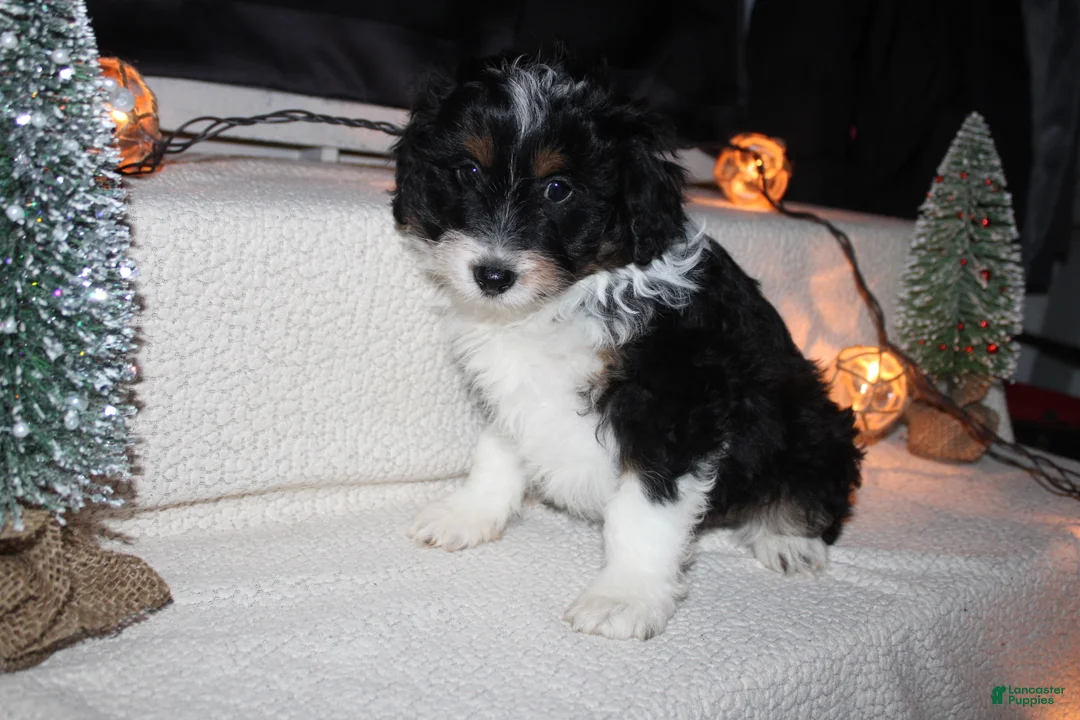 Mini Aussiedoodle dogs for sale: Mini Aussiedoodle Puppy 1 - Ad 2