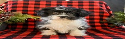 Shih Tzu dogs for sale: Ace - Ad 1