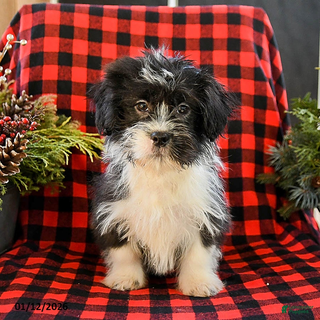 Shih Tzu dogs for sale: Ace - Ad 1