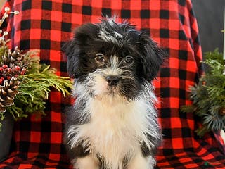 Shih Tzu dogs Ace - Ad 8