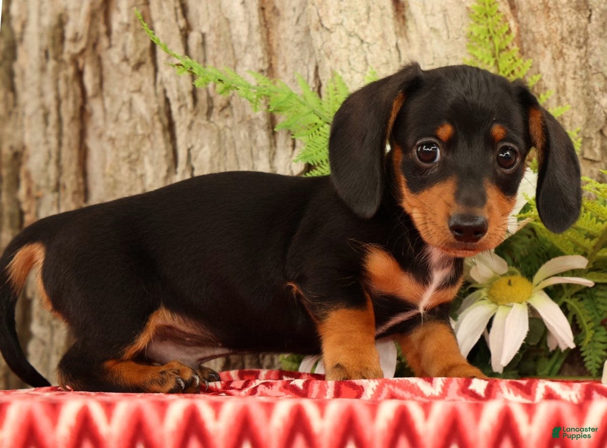 Miniature Dachshund dogs Theo - Ad 2