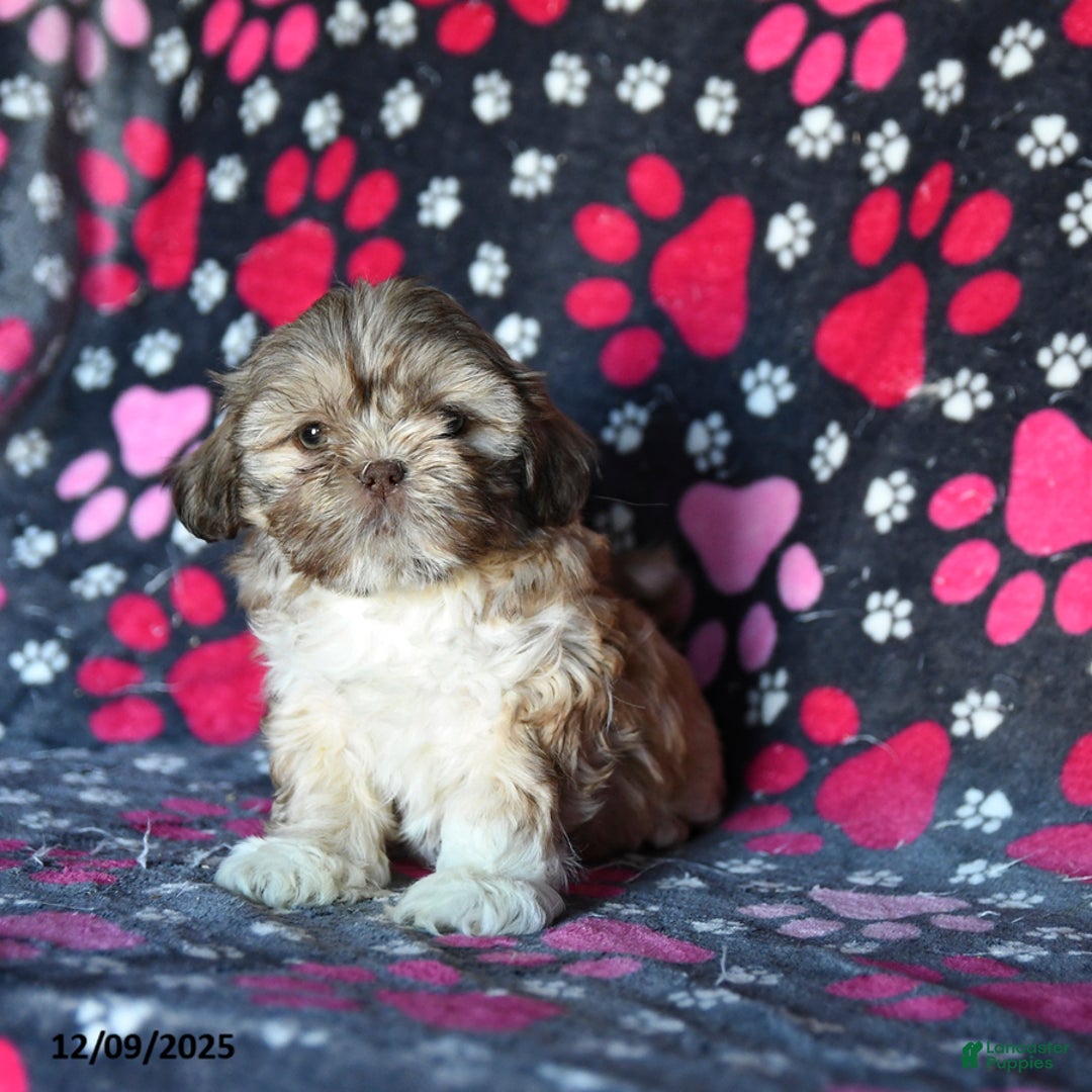 Shihpoo dogs for sale: Madison - Ad 3